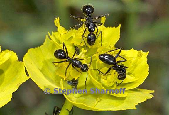 ants on euphorbia 2 graphic